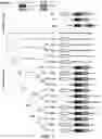 Fig. 02 - NON-NATURALLY OCCURRING CAPSIDS FOR DELIVERY OF NUCLEIC ACIDS AND/OR PROTEINS