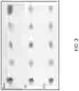 Fig. 04 - IMAGE PROCESSING FOR STANDARDIZING SIZE AND SHAPE OF ORGANISMS