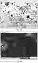 Fig. 49 - Composition comprising a benzoate salt of 5-methoxy-N,N-dimethyltryptamine
