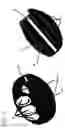 Fig. 10 - ERGONOMIC HELD WEIGHT UNITS, RELATED COMPUTING DEVICE APPLICATIONS AND METHOD OF USE