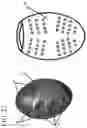 Fig. 22 - ERGONOMIC HELD WEIGHT UNITS, RELATED COMPUTING DEVICE APPLICATIONS AND METHOD OF USE