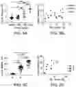 Fig. 10 - SYSTEMS AND METHODS FOR HARMONIC MOTION ELASTOGRAPHY