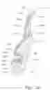 Fig. 15 - Orthodontic assembly