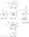 Fig. 39 - Orthodontic assembly