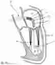 Fig. 04 - PROSTHETIC CARDIAC VALVE DELIVERY DEVICES, SYSTEMS, AND METHODS