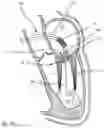 Fig. 05 - PROSTHETIC CARDIAC VALVE DELIVERY DEVICES, SYSTEMS, AND METHODS