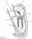Fig. 07 - PROSTHETIC CARDIAC VALVE DELIVERY DEVICES, SYSTEMS, AND METHODS