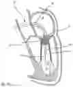 Fig. 08 - PROSTHETIC CARDIAC VALVE DELIVERY DEVICES, SYSTEMS, AND METHODS