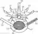Fig. 01 - Coiling implantable prostheses and methods for implanting
