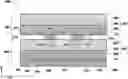 Fig. 01 - MULTI-LAYER WOUND DRESSING ASSEMBLIES