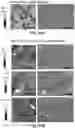 Fig. 43 - ARTIFICIAL MELANIN NANOPARTICLES AND PRECURSOR MOLECULES AS HAIR DYES