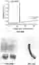 Fig. 53 - ARTIFICIAL MELANIN NANOPARTICLES AND PRECURSOR MOLECULES AS HAIR DYES