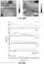 Fig. 61 - ARTIFICIAL MELANIN NANOPARTICLES AND PRECURSOR MOLECULES AS HAIR DYES