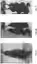 Fig. 05 - SILK HAIR CARE COMPOSITIONS