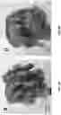 Fig. 10 - SILK HAIR CARE COMPOSITIONS