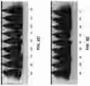 Fig. 04 - COMPOSITIONS AND METHODS FOR TREATING KERATIN FIBERS