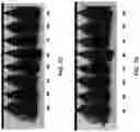 Fig. 11 - COMPOSITIONS AND METHODS FOR TREATING KERATIN FIBERS