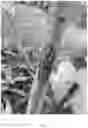 Fig. 03 - WOOD VINEGAR CONTAINING PRODUCT AND METHODS TO CONTROL ALGAE BLOOMS, REDUCE ODORS, AND OTHER APPLICATIONS