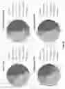 Fig. 11 - LIPID BODY COMPOSITIONS, PRODUCTS MADE THEREFROM, METHODS OF MAKING SAME, AND METHODS OF USE