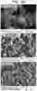 Fig. 17 - DRY POWDER FORMULATIONS CONTAINING LEUCINE AND TRILEUCINE