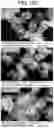 Fig. 19 - DRY POWDER FORMULATIONS CONTAINING LEUCINE AND TRILEUCINE