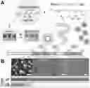 Fig. 01 - REHYDRATABLE, MORPHOLOGICALLY DIVERSE NANOCARRIER POWDERS