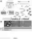 Fig. 02 - REHYDRATABLE, MORPHOLOGICALLY DIVERSE NANOCARRIER POWDERS