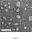 Fig. 11 - REHYDRATABLE, MORPHOLOGICALLY DIVERSE NANOCARRIER POWDERS