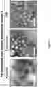 Fig. 12 - REHYDRATABLE, MORPHOLOGICALLY DIVERSE NANOCARRIER POWDERS