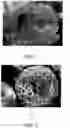 Fig. 02 - HYBRID FRAGRANCE ENCAPSULATE FORMULATION AND METHOD FOR USING THE SAME