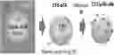 Fig. 01 - COMPOSITIONS AND METHODS FOR CANCER TREATMENT BY ENHANCING ANTITUMOR IMMUNITY USING TANNIC ACID-BASED NANOCAPSULES