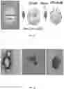 Fig. 02 - COMPOSITIONS AND METHODS FOR CANCER TREATMENT BY ENHANCING ANTITUMOR IMMUNITY USING TANNIC ACID-BASED NANOCAPSULES