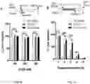 Fig. 05 - COMPOSITIONS AND METHODS FOR CANCER TREATMENT BY ENHANCING ANTITUMOR IMMUNITY USING TANNIC ACID-BASED NANOCAPSULES