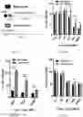 Fig. 06 - COMPOSITIONS AND METHODS FOR CANCER TREATMENT BY ENHANCING ANTITUMOR IMMUNITY USING TANNIC ACID-BASED NANOCAPSULES