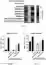 Fig. 07 - COMPOSITIONS AND METHODS FOR CANCER TREATMENT BY ENHANCING ANTITUMOR IMMUNITY USING TANNIC ACID-BASED NANOCAPSULES