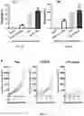 Fig. 08 - COMPOSITIONS AND METHODS FOR CANCER TREATMENT BY ENHANCING ANTITUMOR IMMUNITY USING TANNIC ACID-BASED NANOCAPSULES