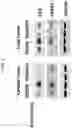 Fig. 03 - PROTECTING TISSUE AND MITIGATING INJURY FROM RADIATION-INDUCED IONIZING EVENTS