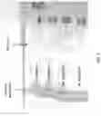 Fig. 05 - DELIVERY SYSTEMS FOR RELEASE OF ACTIVE COMPOUNDS