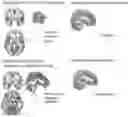 Fig. 01 - COMPOSITIONS COMPRISING FUNCTIONAL FRAGRANCES AND CANNABIS-DERIVED COMPOUNDS
