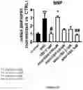 Fig. 04 - CANNABIDIOL COMPOSITIONS FOR USE IN TREATING HEART CONDITIONS