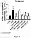 Fig. 05 - CANNABIDIOL COMPOSITIONS FOR USE IN TREATING HEART CONDITIONS