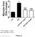 Fig. 13 - CANNABIDIOL COMPOSITIONS FOR USE IN TREATING HEART CONDITIONS