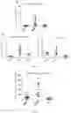 Fig. 04 - USE OF NITRIC OXIDE SYNTHASE PATHWAY INHIBITOR IN PERPARATION OF MEDICINE