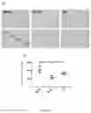 Fig. 07 - USE OF NITRIC OXIDE SYNTHASE PATHWAY INHIBITOR IN PERPARATION OF MEDICINE