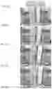 Fig. 05 - ORAL TABLETS COMPRISING ROLLER-COMPACTED GRANULES OF NAPROXEN SODIUM, METHODS OF PREPARING THEREOF, AND METHODS OF USING THEREOF