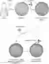 Fig. 01 - CONTROLLED NUTRIENT DELIVERY TO PANCREATIC ISLETS USING A NOVEL MESOPOROUS SILICA-BASED NANOPARTICLE PLATFORM