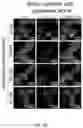 Fig. 12 - CONTROLLED NUTRIENT DELIVERY TO PANCREATIC ISLETS USING A NOVEL MESOPOROUS SILICA-BASED NANOPARTICLE PLATFORM