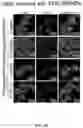 Fig. 13 - CONTROLLED NUTRIENT DELIVERY TO PANCREATIC ISLETS USING A NOVEL MESOPOROUS SILICA-BASED NANOPARTICLE PLATFORM
