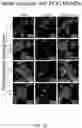 Fig. 14 - CONTROLLED NUTRIENT DELIVERY TO PANCREATIC ISLETS USING A NOVEL MESOPOROUS SILICA-BASED NANOPARTICLE PLATFORM