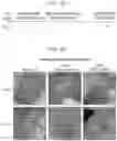 Fig. 18 - CONTROLLED NUTRIENT DELIVERY TO PANCREATIC ISLETS USING A NOVEL MESOPOROUS SILICA-BASED NANOPARTICLE PLATFORM